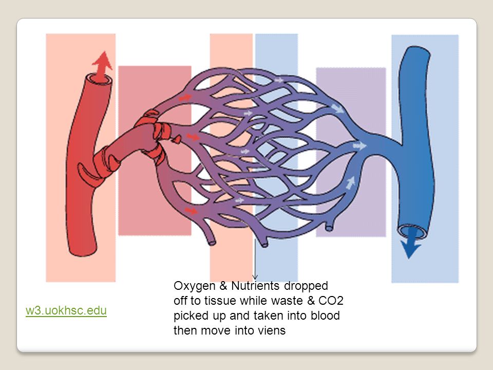 Oxygen & Nutrients dropped off to tissue while waste & CO2 picked up and taken into blood then move into viens