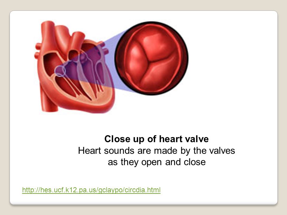 Close up of heart valve Heart sounds are made by the valves as they open and close