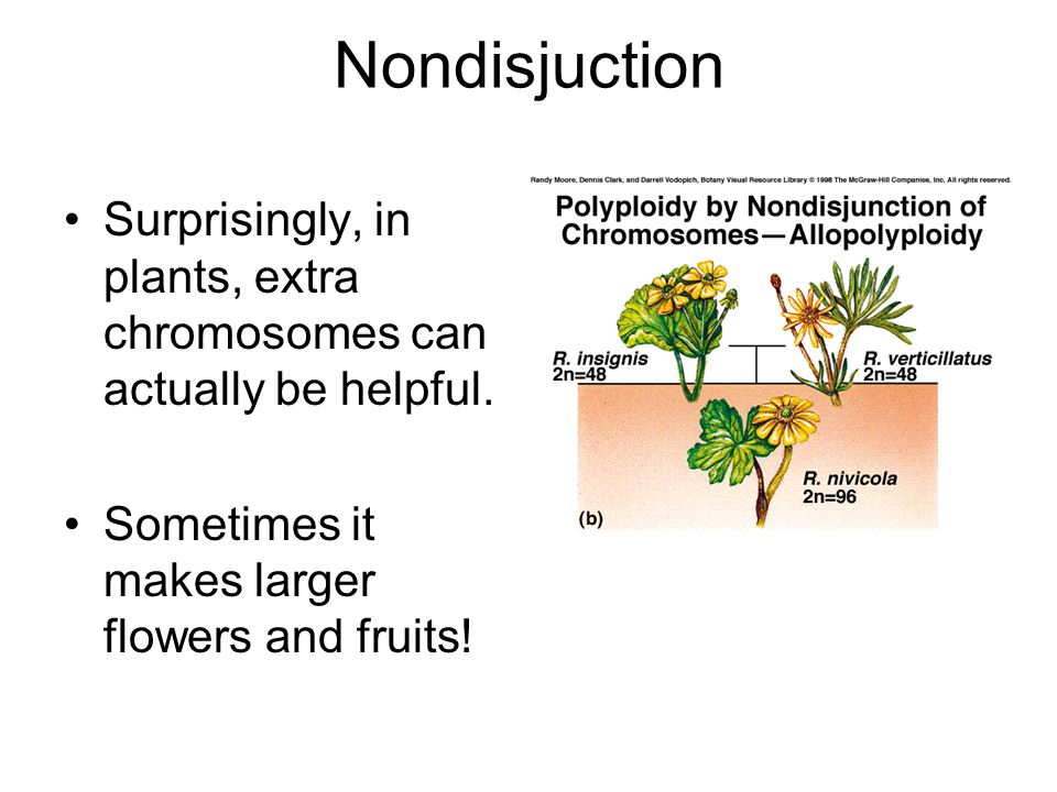 Nondisjuction Surprisingly, in plants, extra chromosomes can actually be helpful.