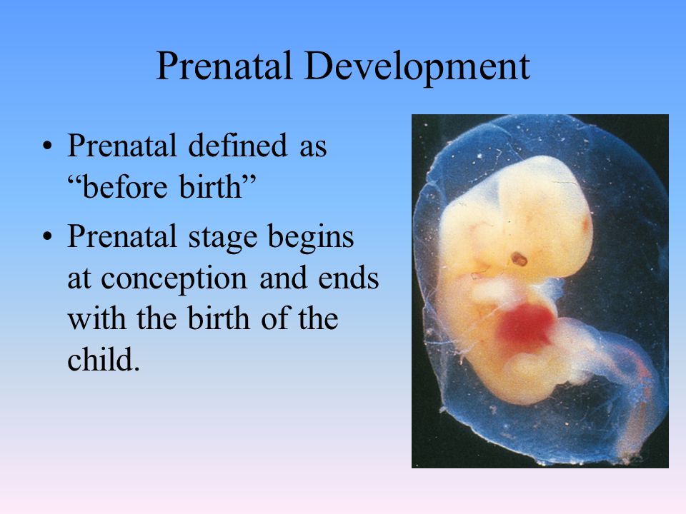 Prenatal Development Prenatal defined as before birth