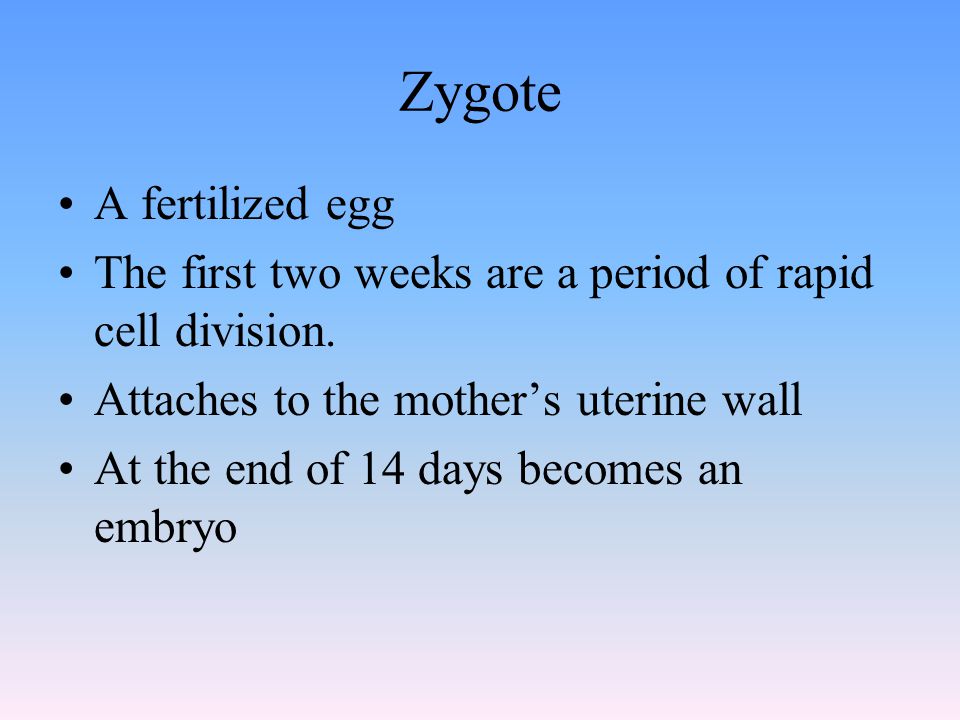 Zygote A fertilized egg