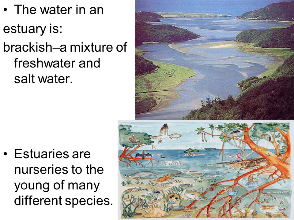 The water in an estuary is: brackish–a mixture of freshwater and salt water.