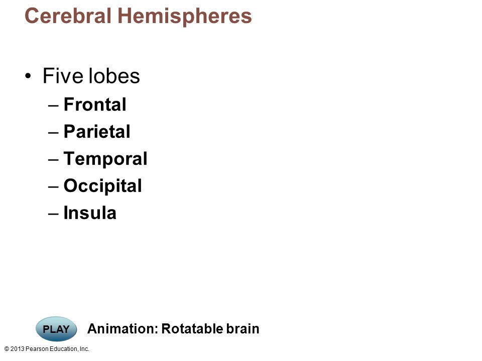 Cerebral Hemispheres Five lobes Frontal Parietal Temporal Occipital