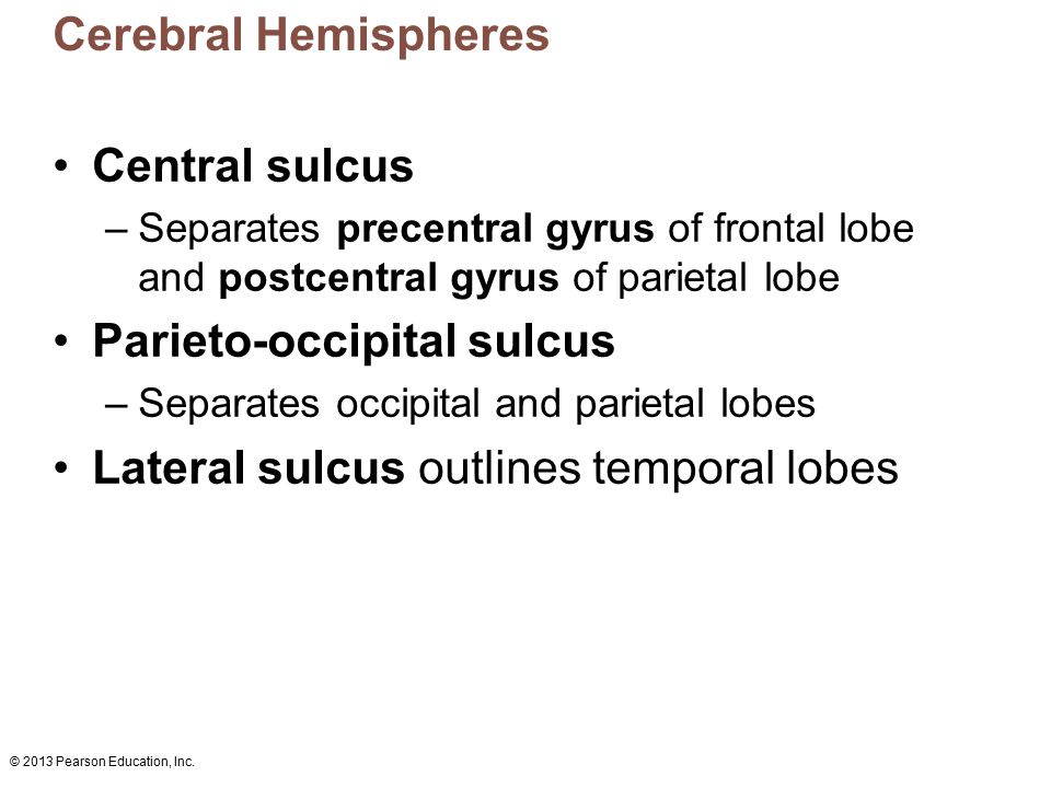 Parieto-occipital sulcus Lateral sulcus outlines temporal lobes