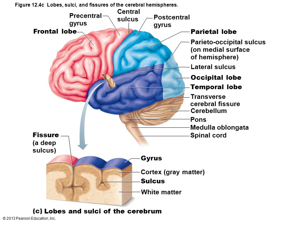 Parieto-occipital sulcus (on medial surface of hemisphere)