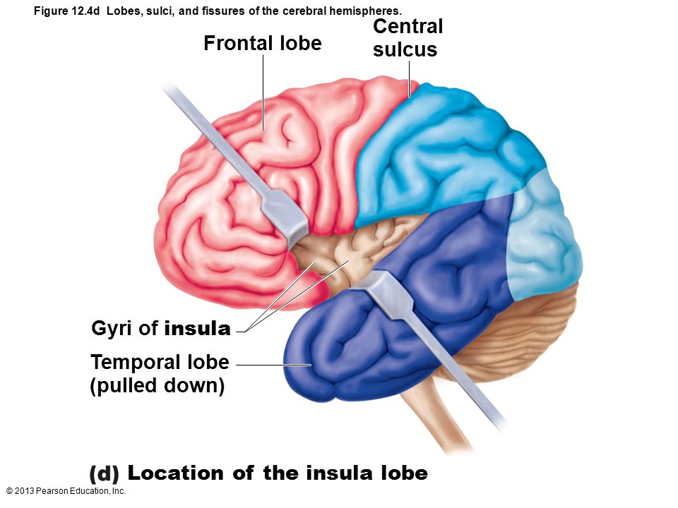 Location of the insula lobe
