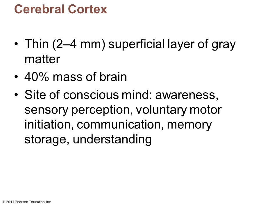 Thin (2–4 mm) superficial layer of gray matter 40% mass of brain
