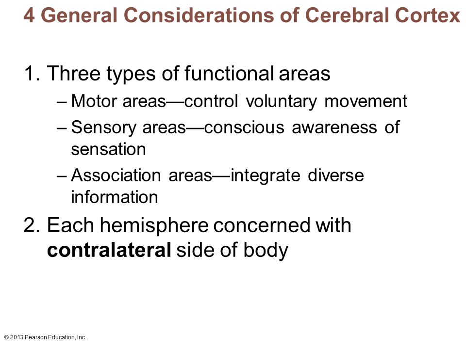 4 General Considerations of Cerebral Cortex