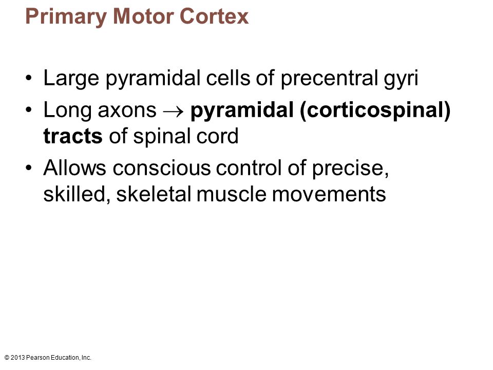 Large pyramidal cells of precentral gyri