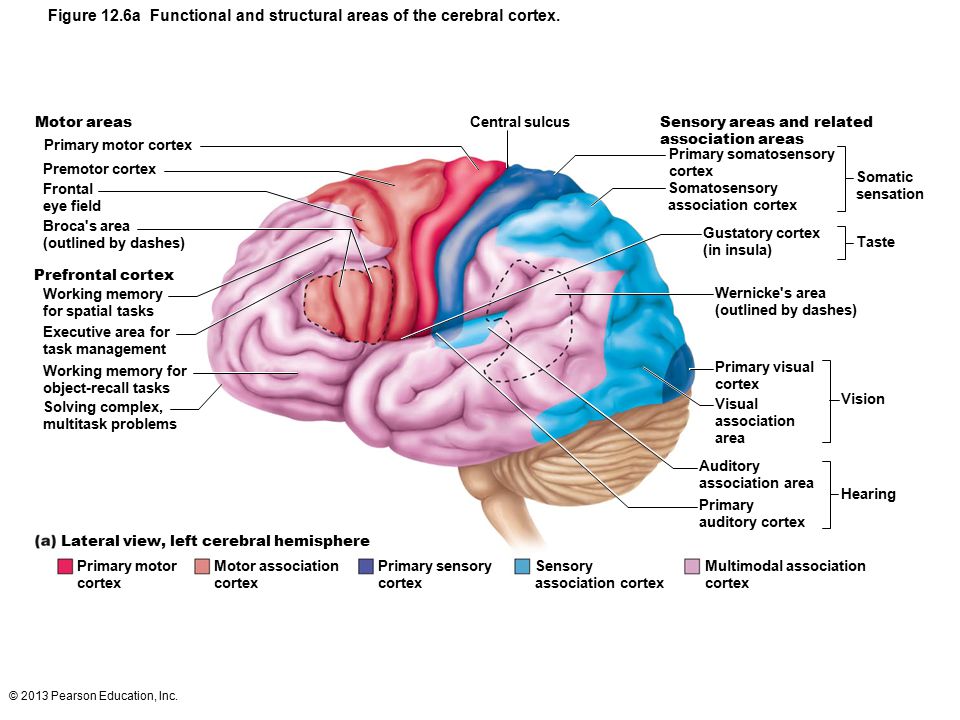 Figure 12.6a Functional and structural areas of the cerebral cortex.