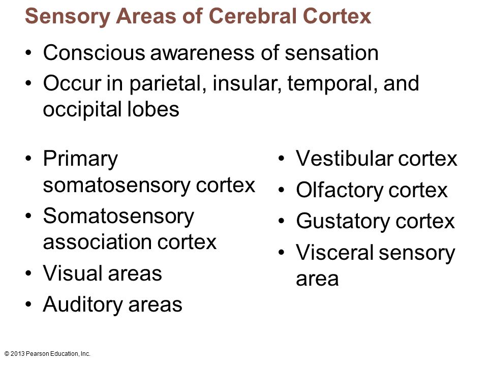 Sensory Areas of Cerebral Cortex