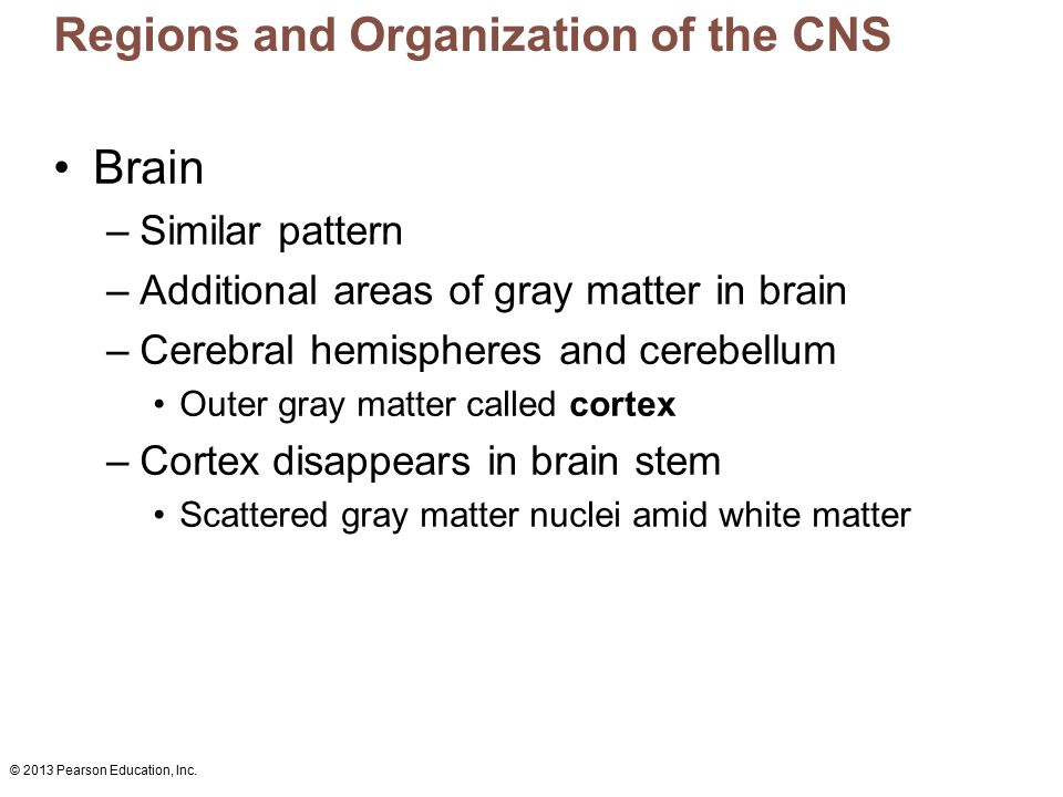 Regions and Organization of the CNS