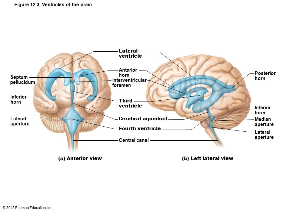 Figure 12.3 Ventricles of the brain.