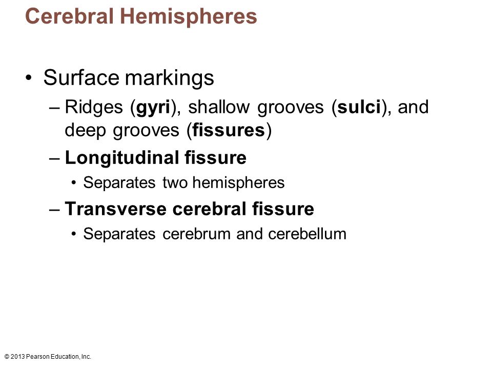 Cerebral Hemispheres Surface markings