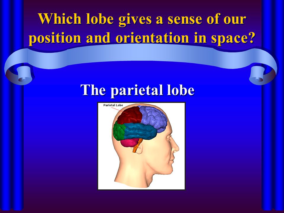 Which lobe gives a sense of our position and orientation in space