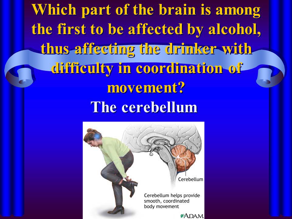 Which part of the brain is among the first to be affected by alcohol, thus affecting the drinker with difficulty in coordination of movement