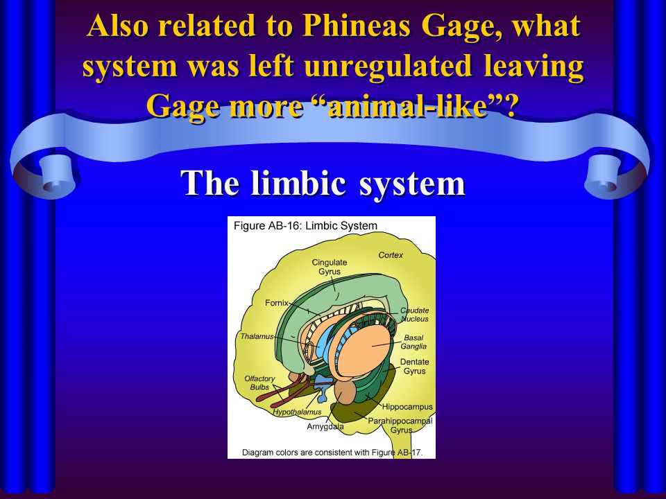 Also related to Phineas Gage, what system was left unregulated leaving Gage more animal-like