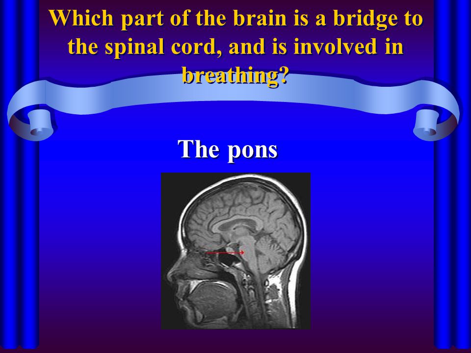Which part of the brain is a bridge to the spinal cord, and is involved in breathing