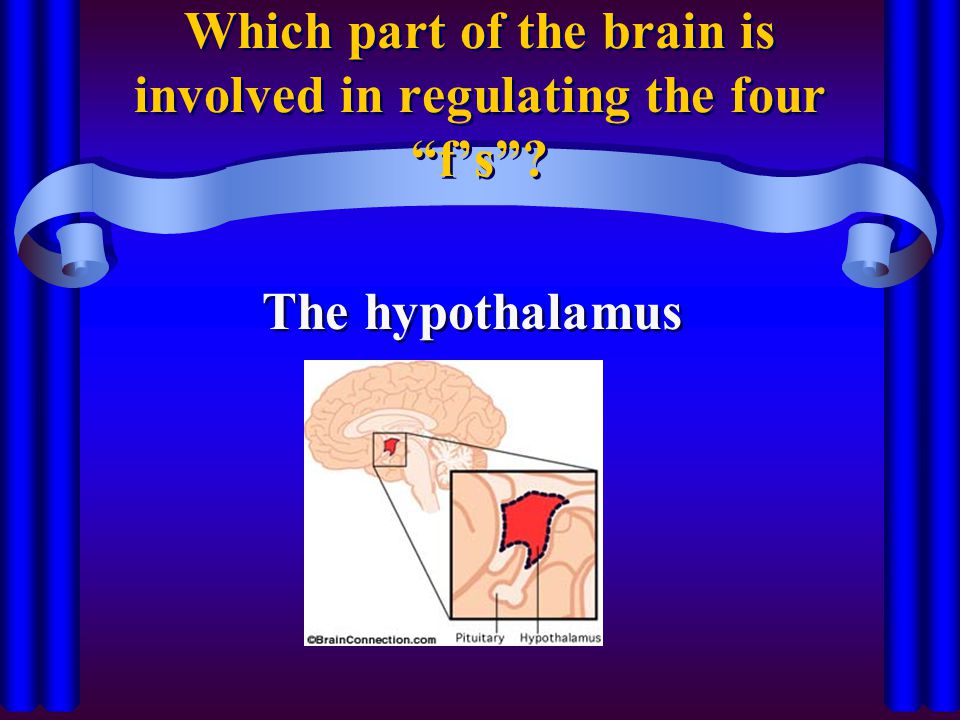 Which part of the brain is involved in regulating the four f’s