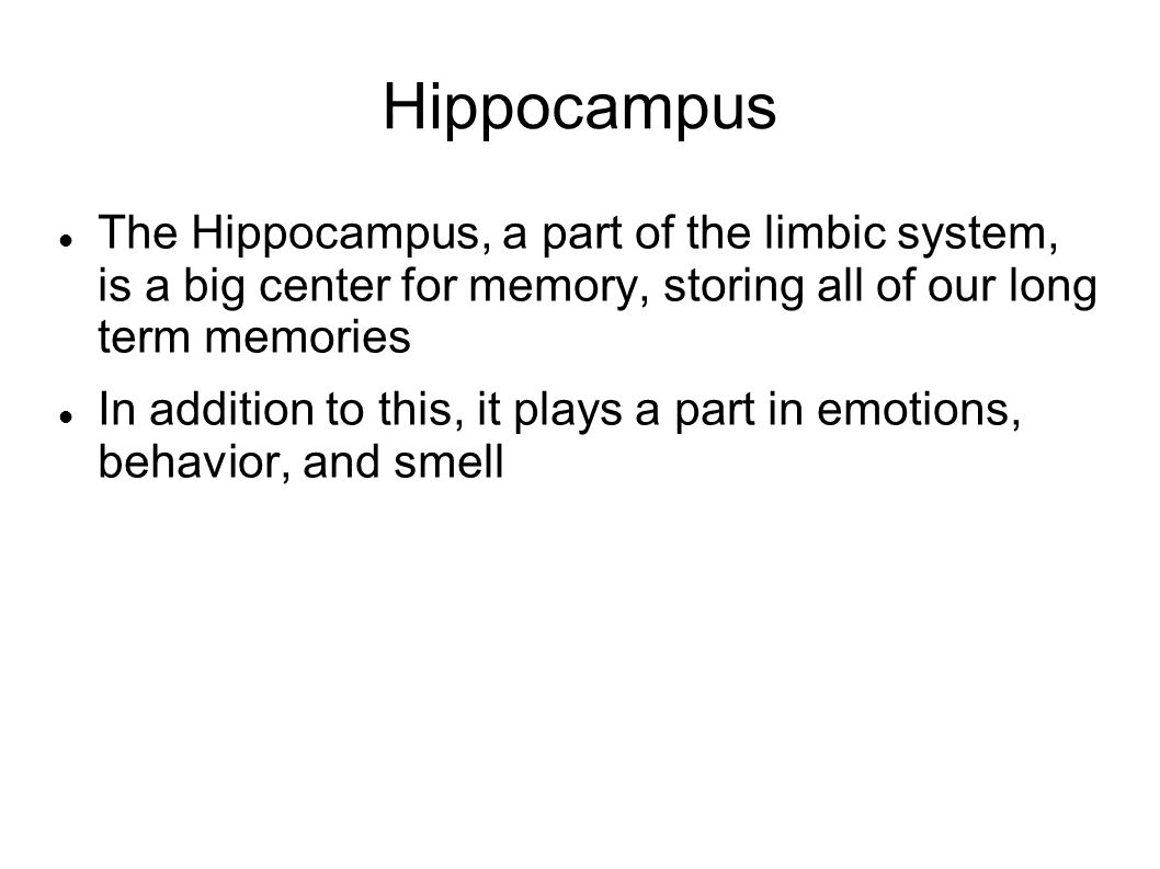Hippocampus The Hippocampus, a part of the limbic system, is a big center for memory, storing all of our long term memories.