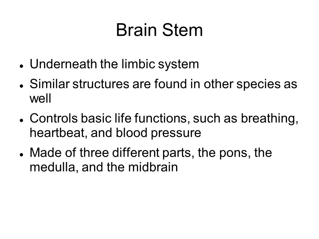 Brain Stem Underneath the limbic system