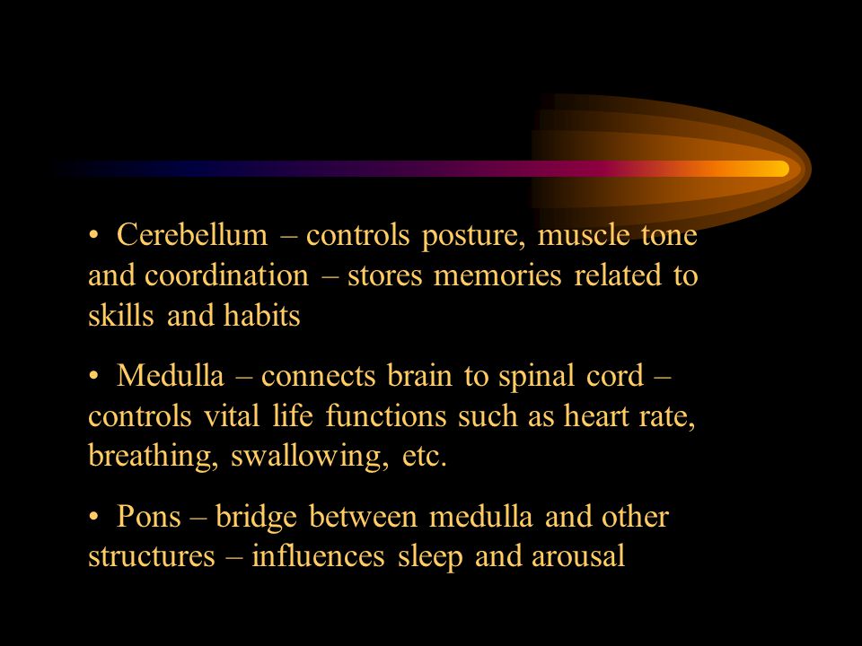 Cerebellum – controls posture, muscle tone and coordination – stores memories related to skills and habits
