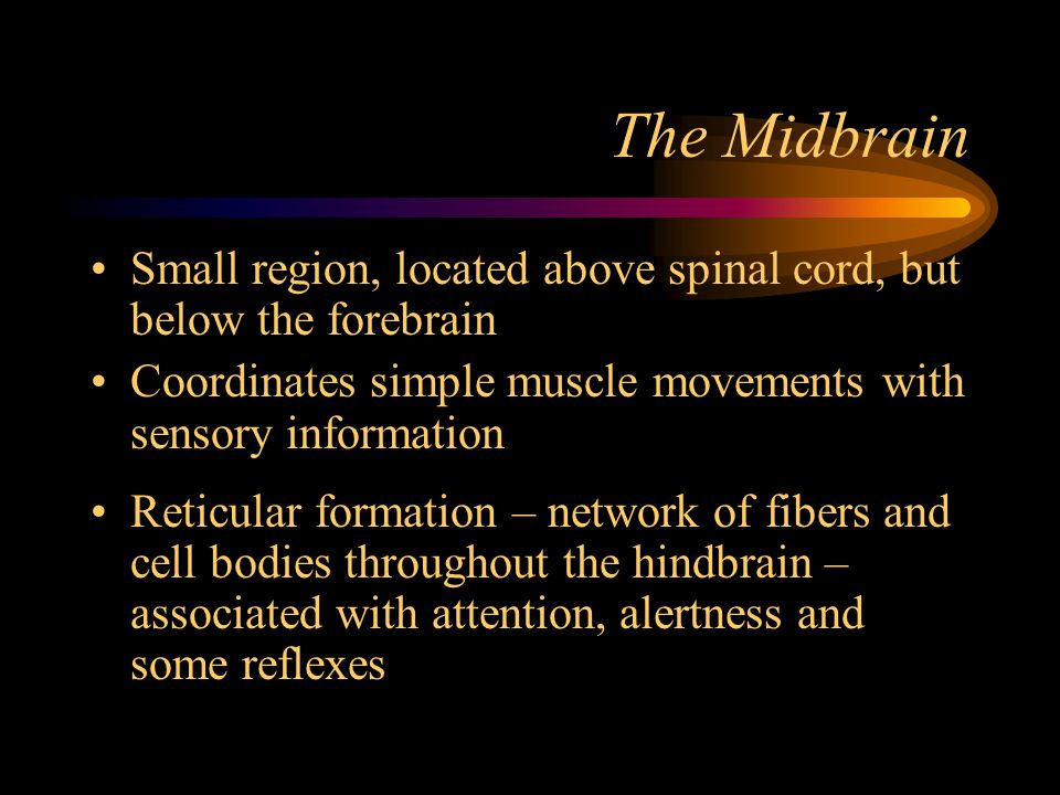 The Midbrain Small region, located above spinal cord, but below the forebrain. Coordinates simple muscle movements with sensory information.