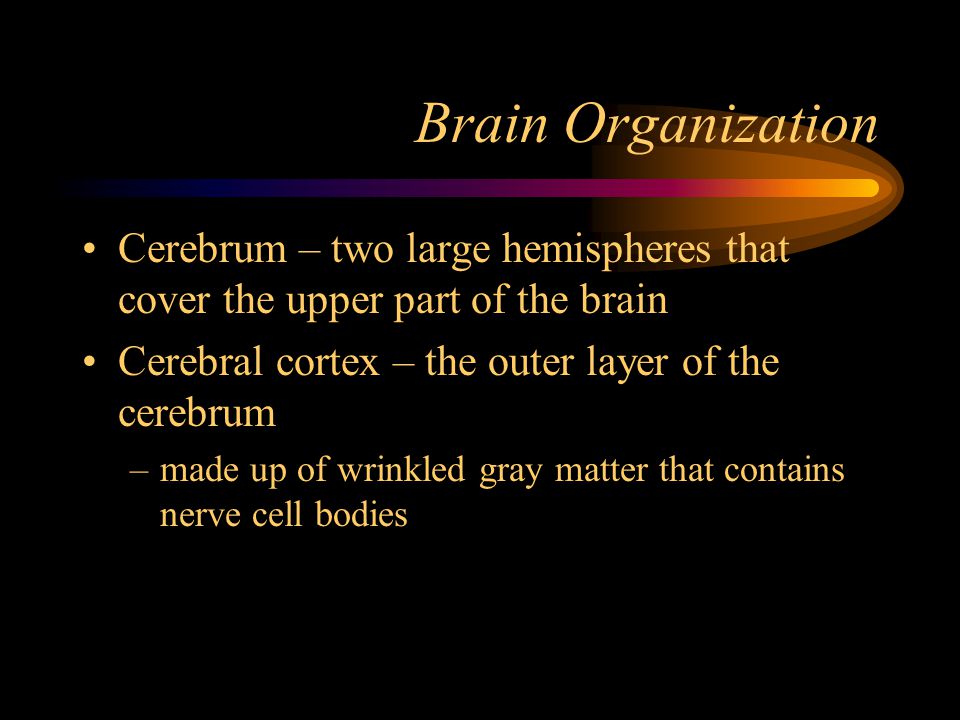 Brain Organization Cerebrum – two large hemispheres that cover the upper part of the brain. Cerebral cortex – the outer layer of the cerebrum.