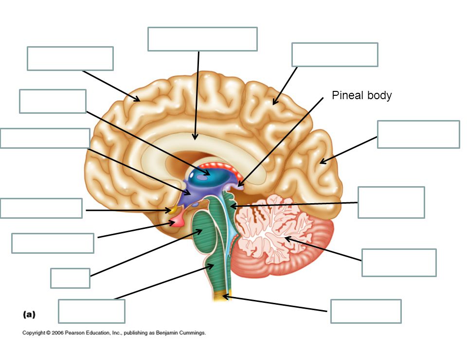 Corpus Callosum Parietal Lobe. Frontal Lobe. Pineal body. Thalamus. Occipital Lobe. Hypothalamus.