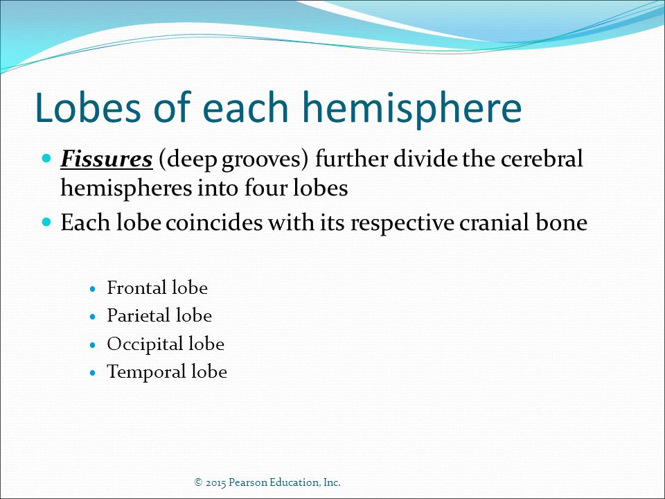 Lobes of each hemisphere
