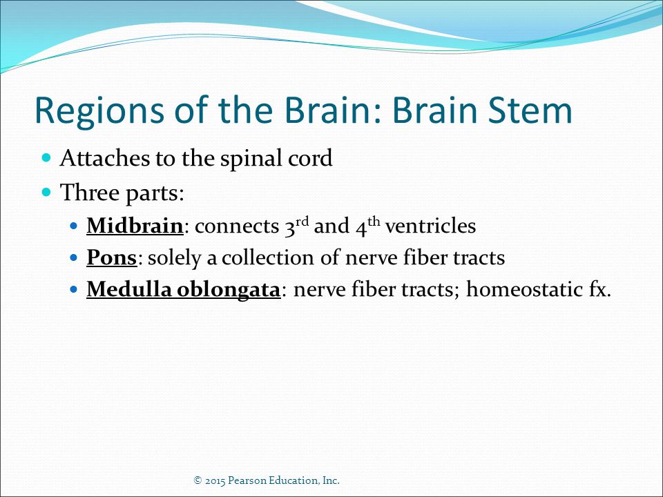Regions of the Brain: Brain Stem