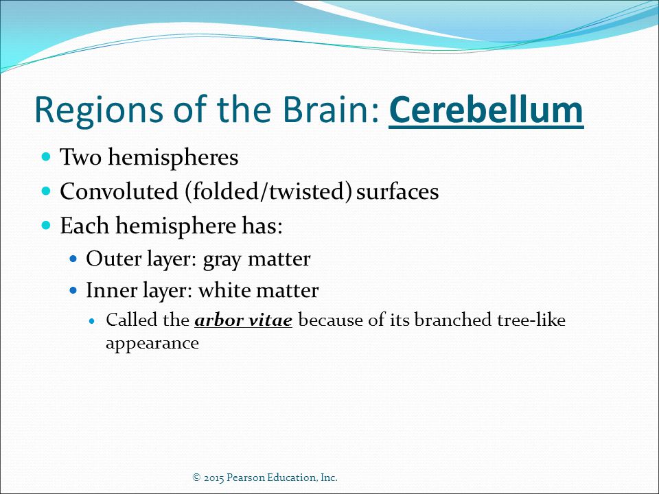 Regions of the Brain: Cerebellum