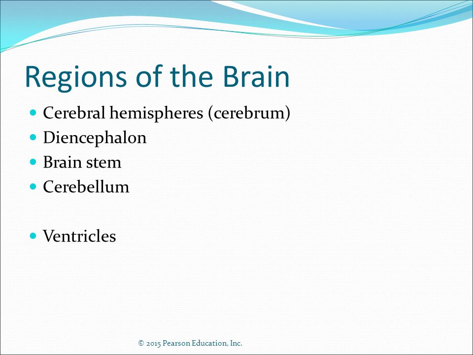 Regions of the Brain Cerebral hemispheres (cerebrum) Diencephalon