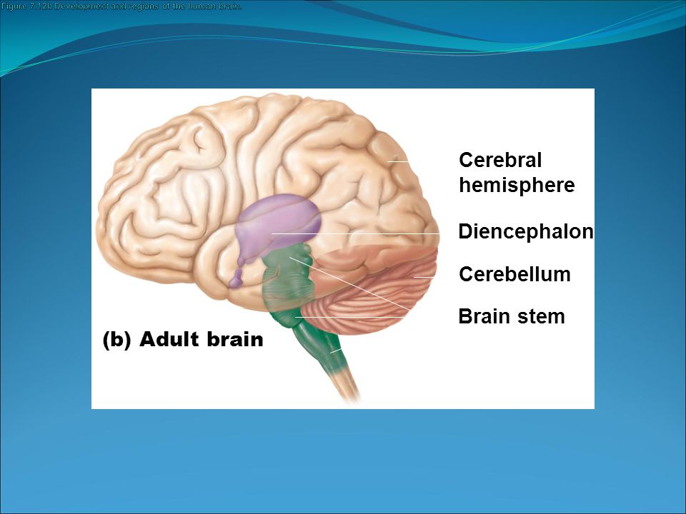 Figure 7.12b Development and regions of the human brain.