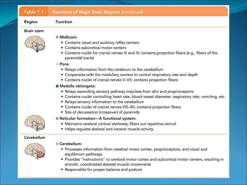 Table 7.1 Functions of Major Brain Regions (2 of 2)