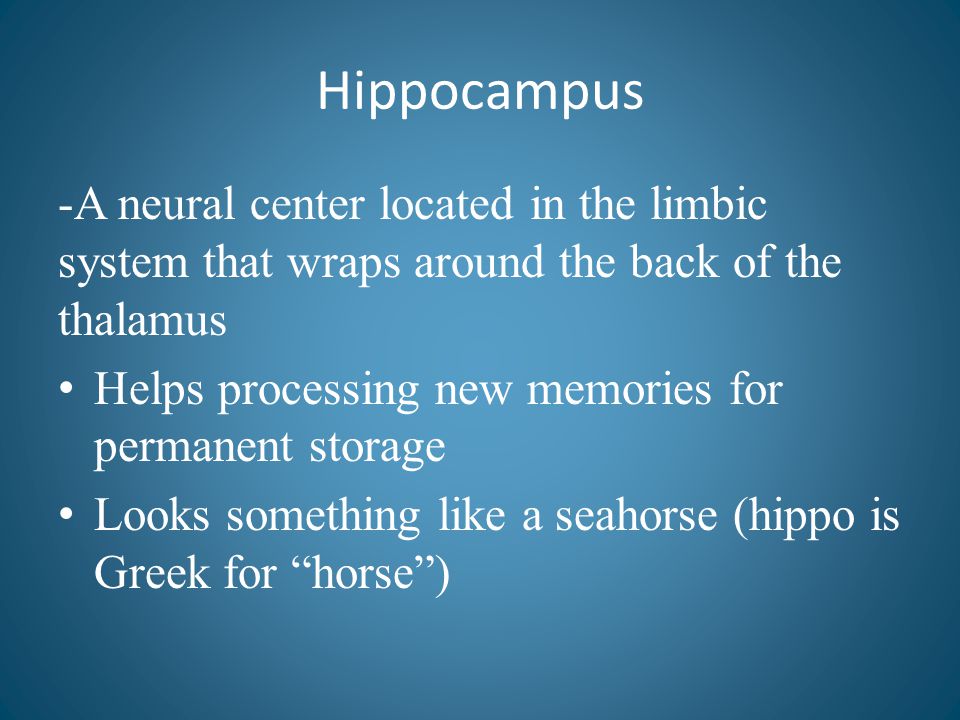 Hippocampus -A neural center located in the limbic system that wraps around the back of the thalamus.
