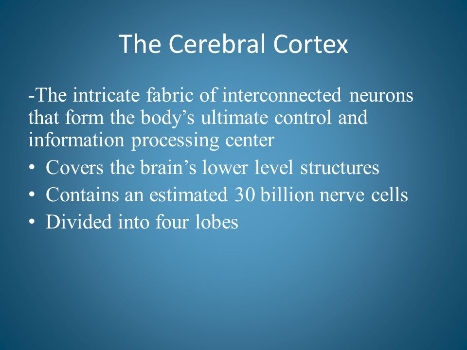 The Cerebral Cortex -The intricate fabric of interconnected neurons that form the body’s ultimate control and information processing center.