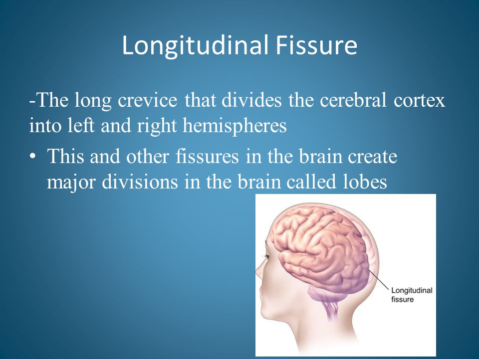 Longitudinal Fissure -The long crevice that divides the cerebral cortex into left and right hemispheres.