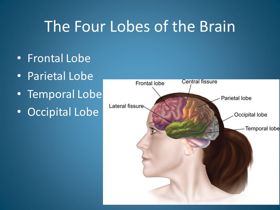 The Four Lobes of the Brain