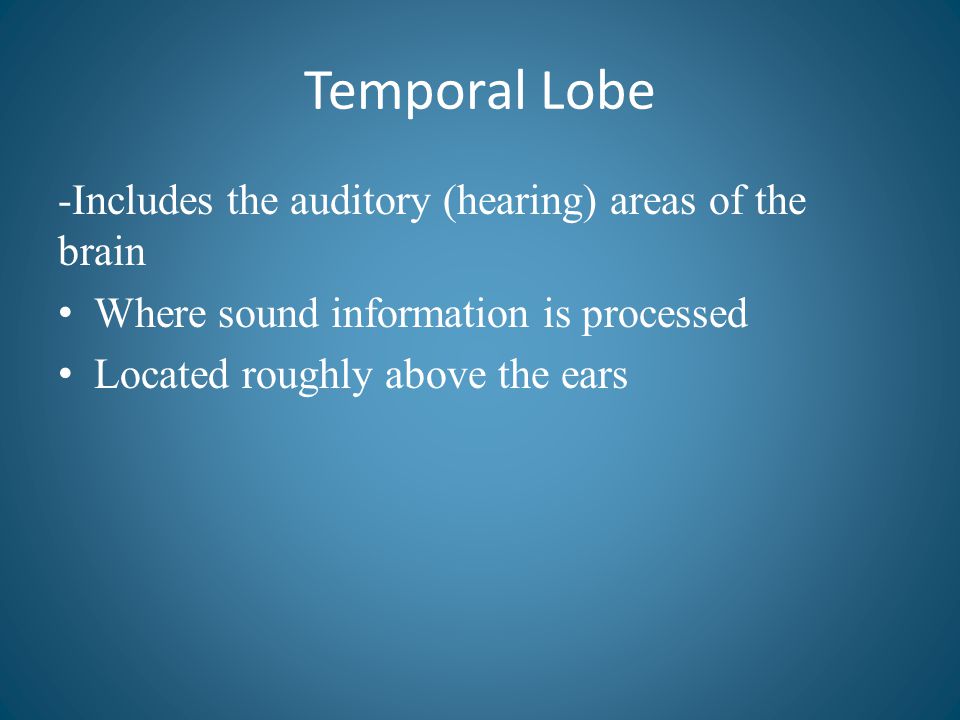 Temporal Lobe -Includes the auditory (hearing) areas of the brain