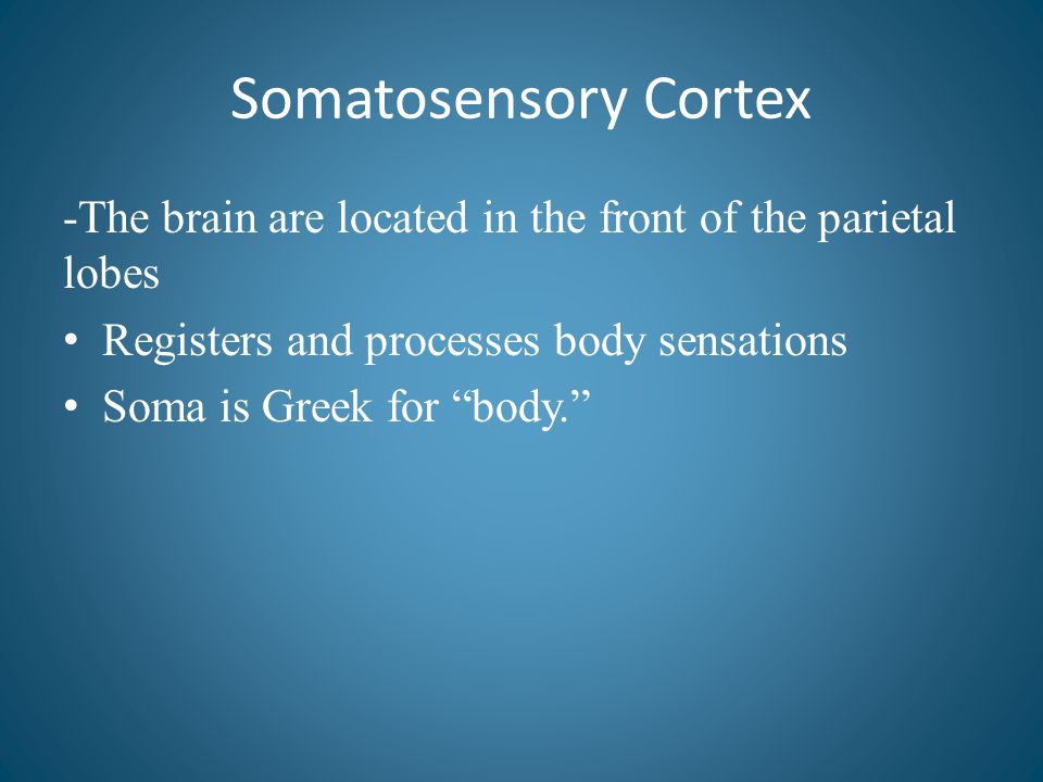 Somatosensory Cortex -The brain are located in the front of the parietal lobes. Registers and processes body sensations.