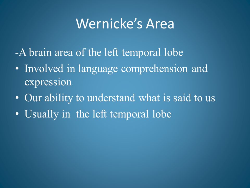 Wernicke’s Area -A brain area of the left temporal lobe