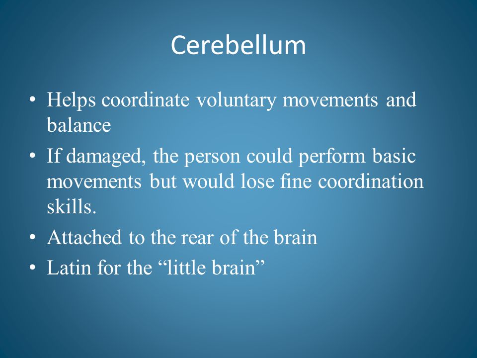 Cerebellum Helps coordinate voluntary movements and balance