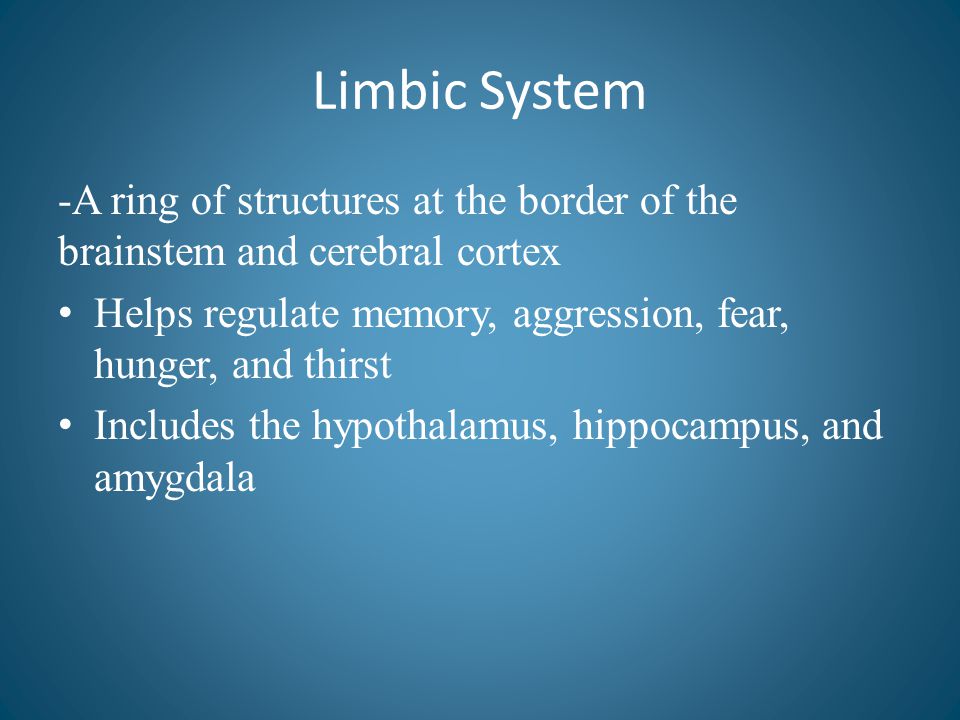 Limbic System -A ring of structures at the border of the brainstem and cerebral cortex. Helps regulate memory, aggression, fear, hunger, and thirst.