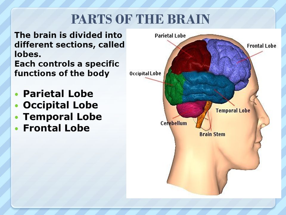 PARTS OF THE BRAIN Parietal Lobe Occipital Lobe Temporal Lobe