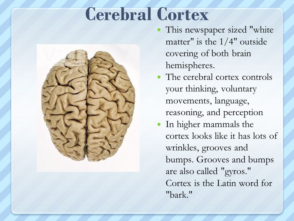 Cerebral Cortex This newspaper sized white matter is the 1/4 outside covering of both brain hemispheres.