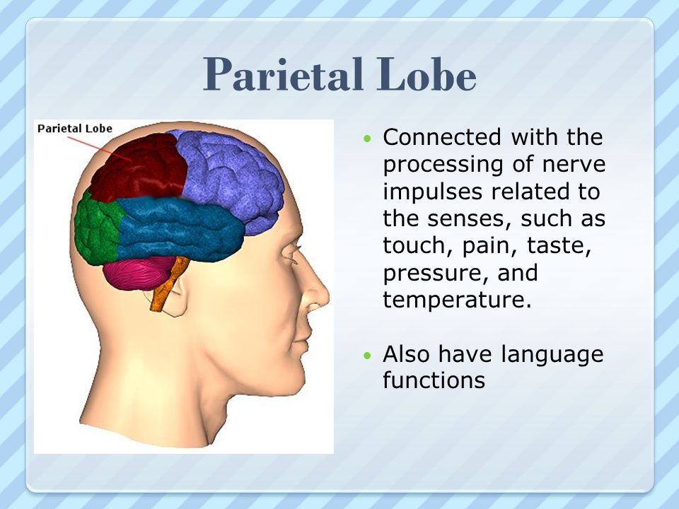 Parietal Lobe Connected with the processing of nerve impulses related to the senses, such as touch, pain, taste, pressure, and temperature.