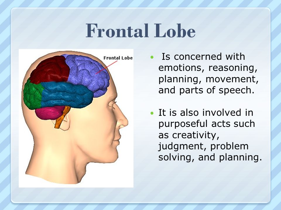 Frontal Lobe Is concerned with emotions, reasoning, planning, movement, and parts of speech.