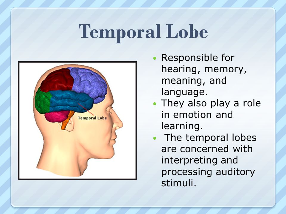 Temporal Lobe Responsible for hearing, memory, meaning, and language.