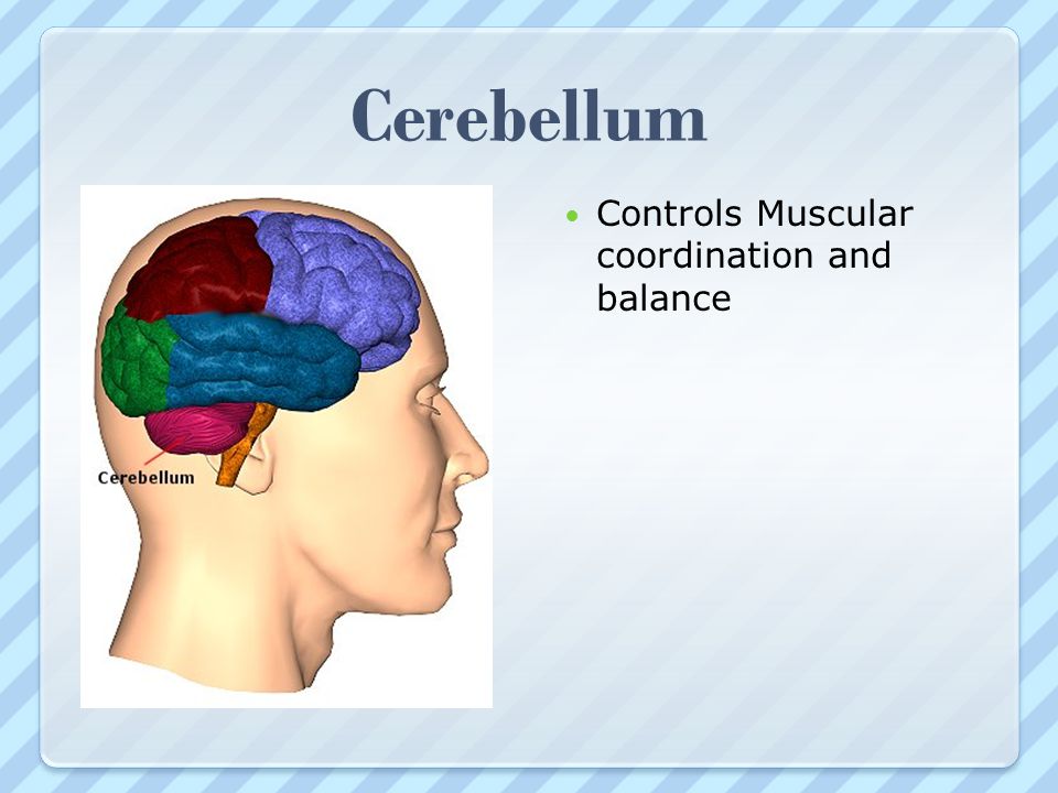Cerebellum Controls Muscular coordination and balance